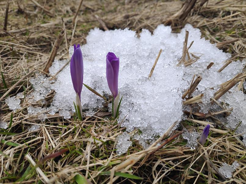 Kwitną krokusy, wiosna idzie – czas pomyśleć o wiosennym spotkaniu firmowym w Zakopanem.