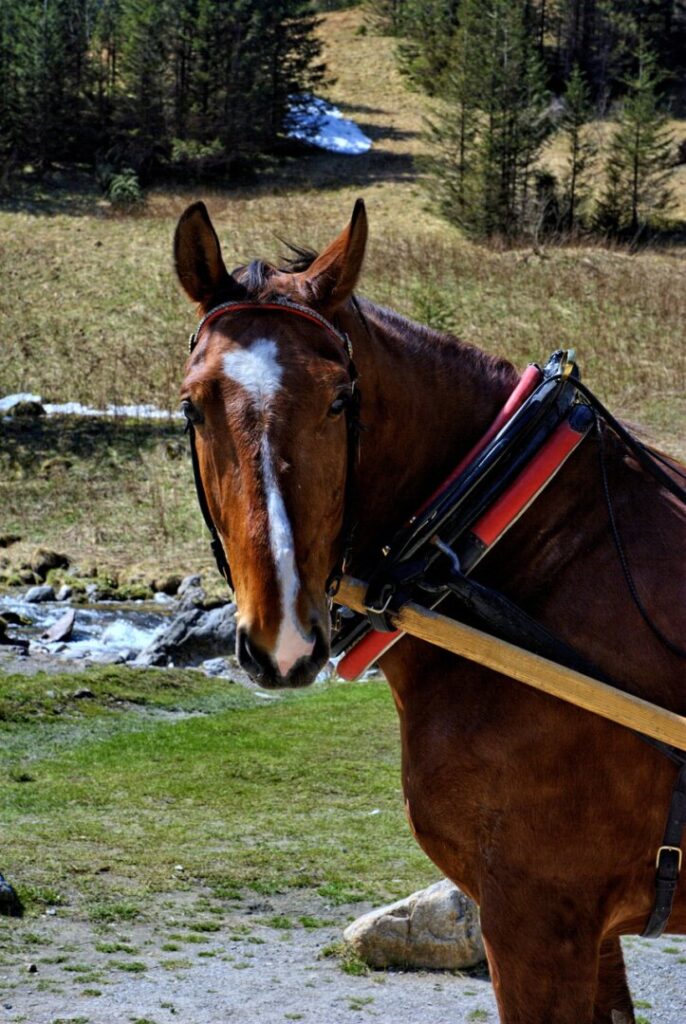 Wycieczka do Doliny Kościeliskiej