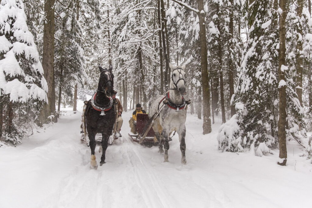Kulig zimowy w pięknej zimowej aurze