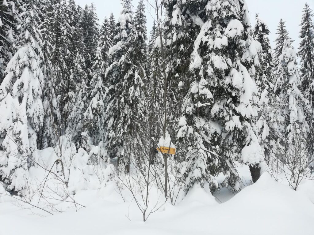Przepiękna zimowa aura w Gorcach