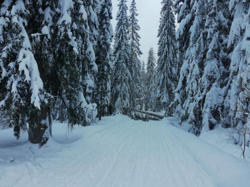 Przepiękna trasa na narty biegowe w Gorcach