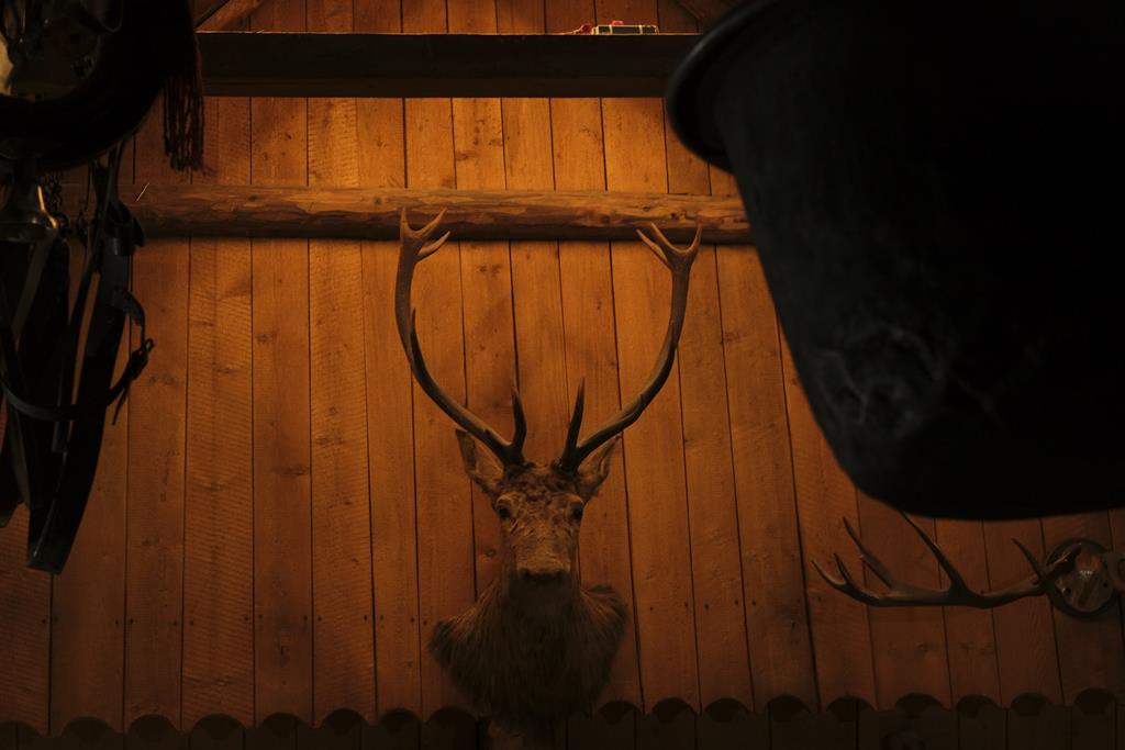 Głowa jelenia z porożem w Karczmie Bąkowo Zohylina Zakopane