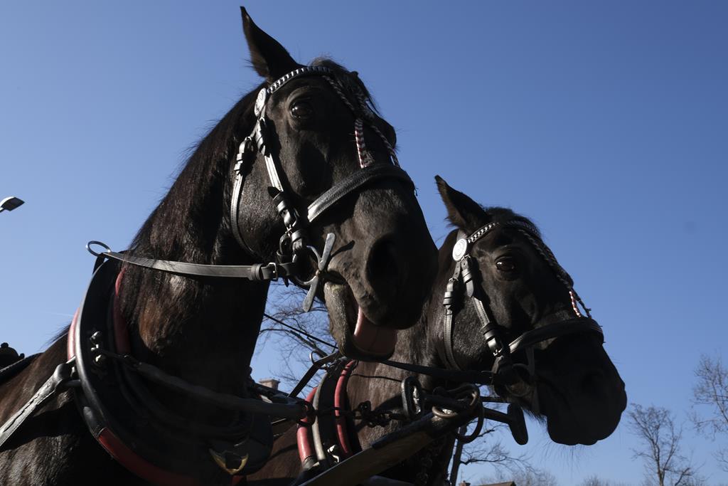Zaprzęg konny Zakopane