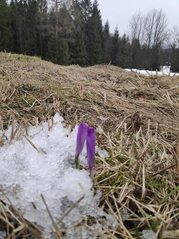Tatrzańskie krokusy kwitną