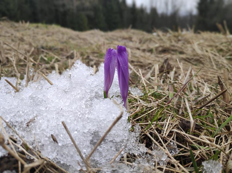 Krokusy na tatrzańskich łąkach