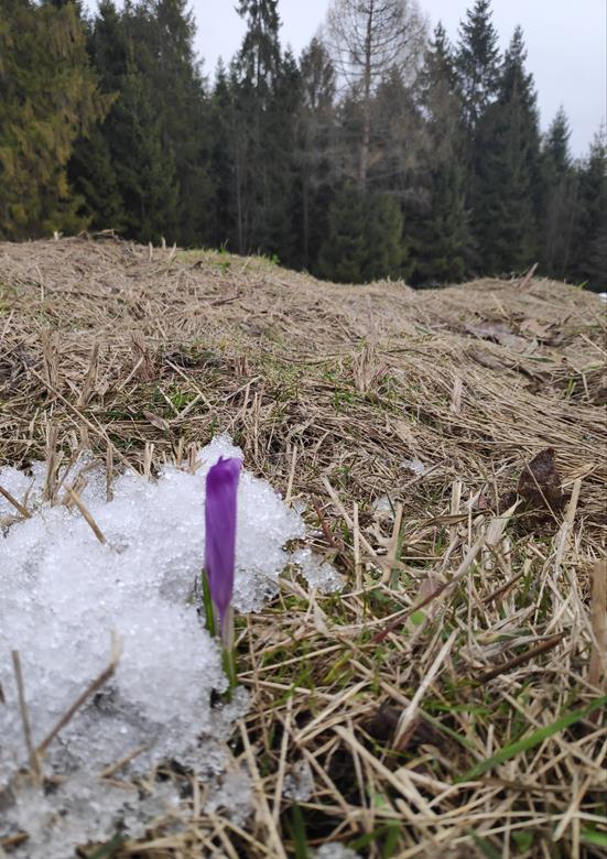 Krokusy w Tatrach pięknie kwitną