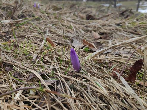 Krokus pięknie kwitnie